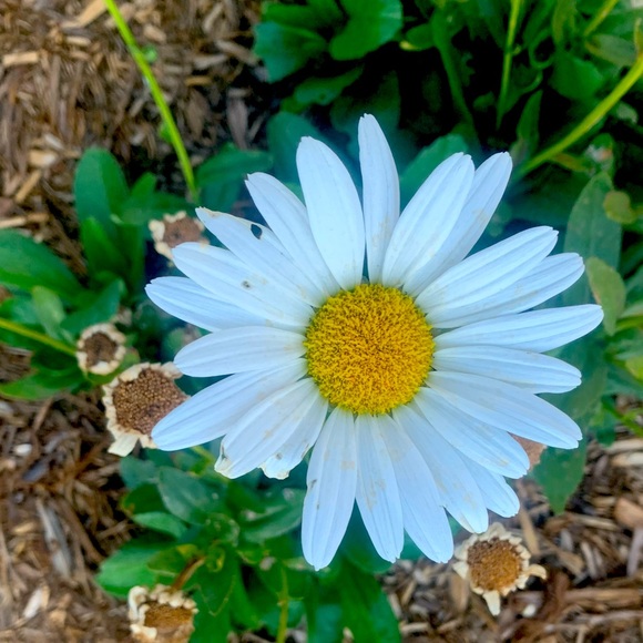 Meet your Posher, Marcy - Picture 1 of 1